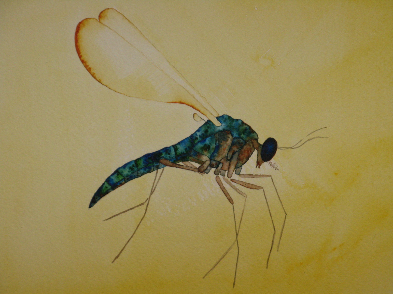Blå mygga