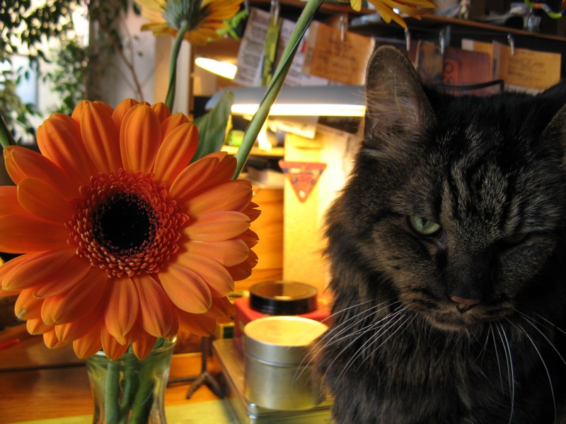 Katt och blomma