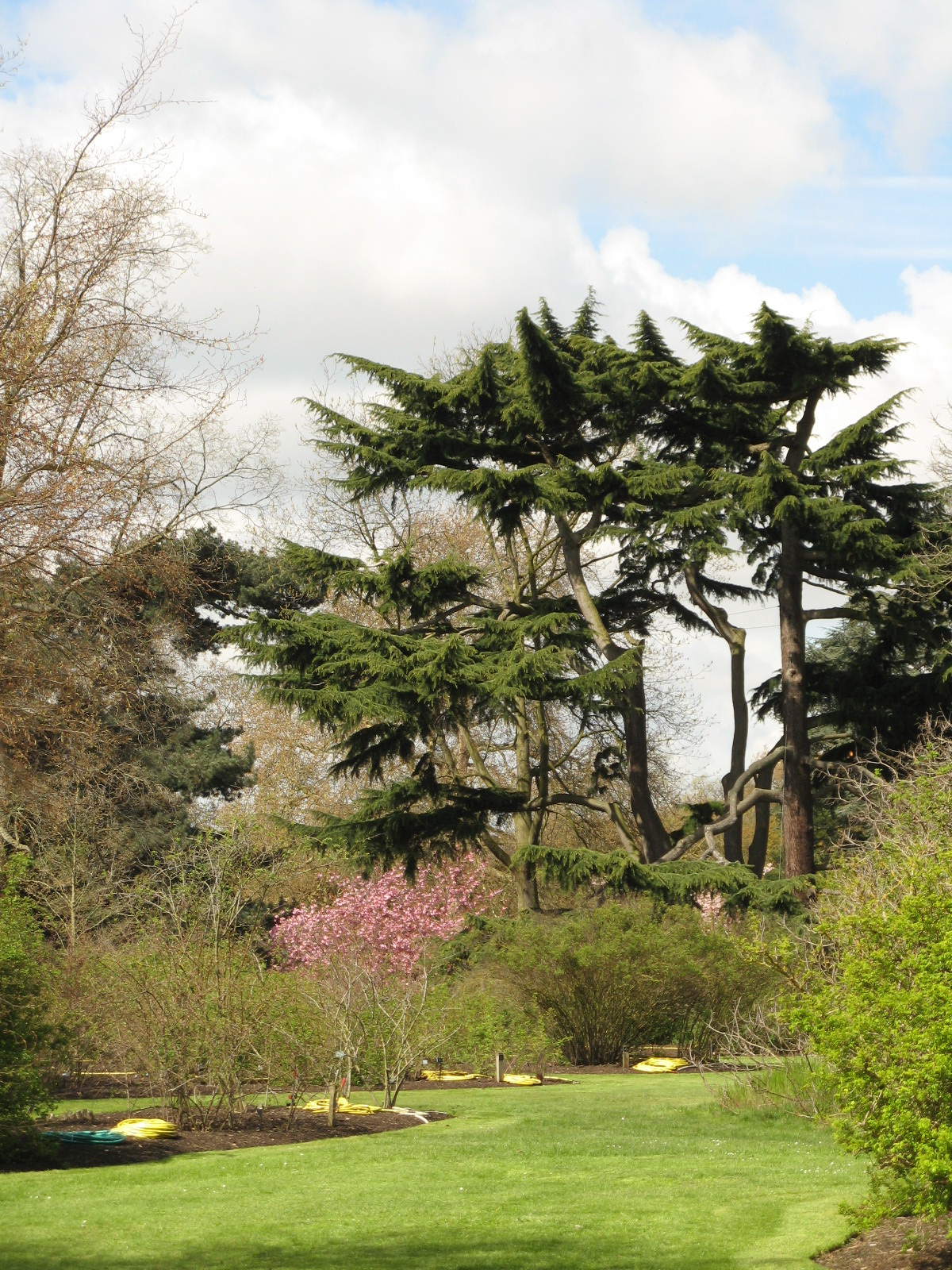 Kew Garden